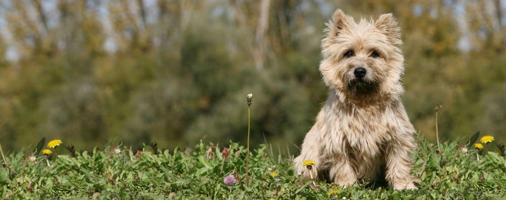why do cairn terriers smell