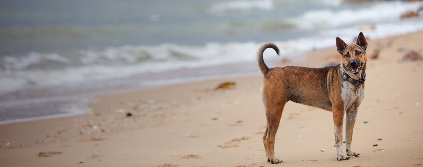 Top Activities For Dogs In Rhode Island On Rainy Days Wag!