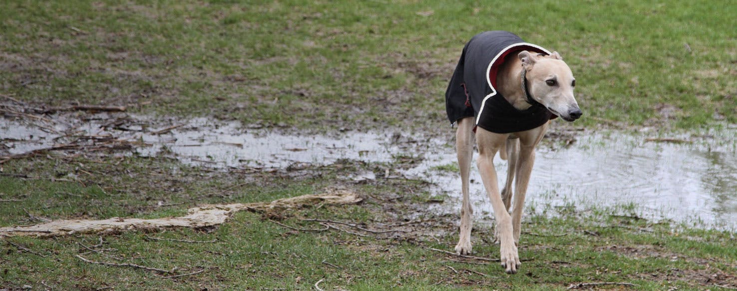 Top Activities For Dogs In Kansas On Rainy Days Wag!