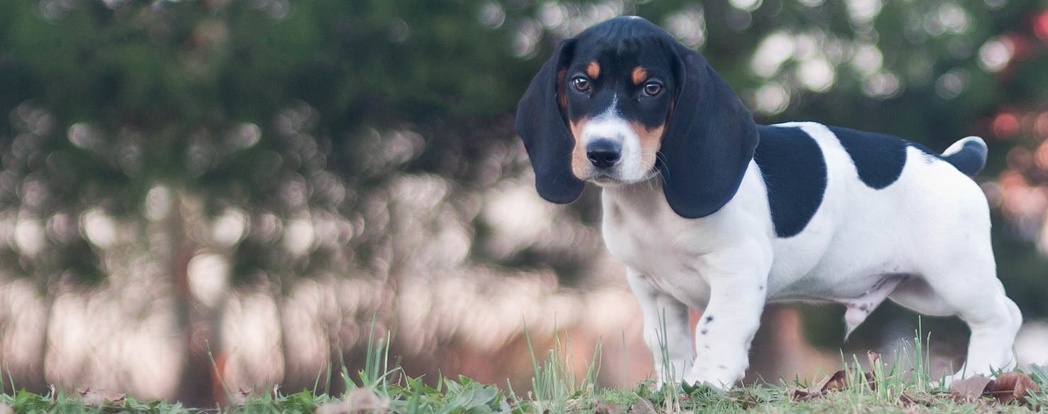 Top Activities For Bagle Hounds Wag!