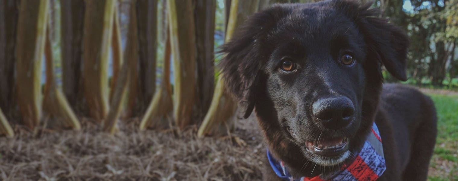 Top Activities For AussieFlats Wag!