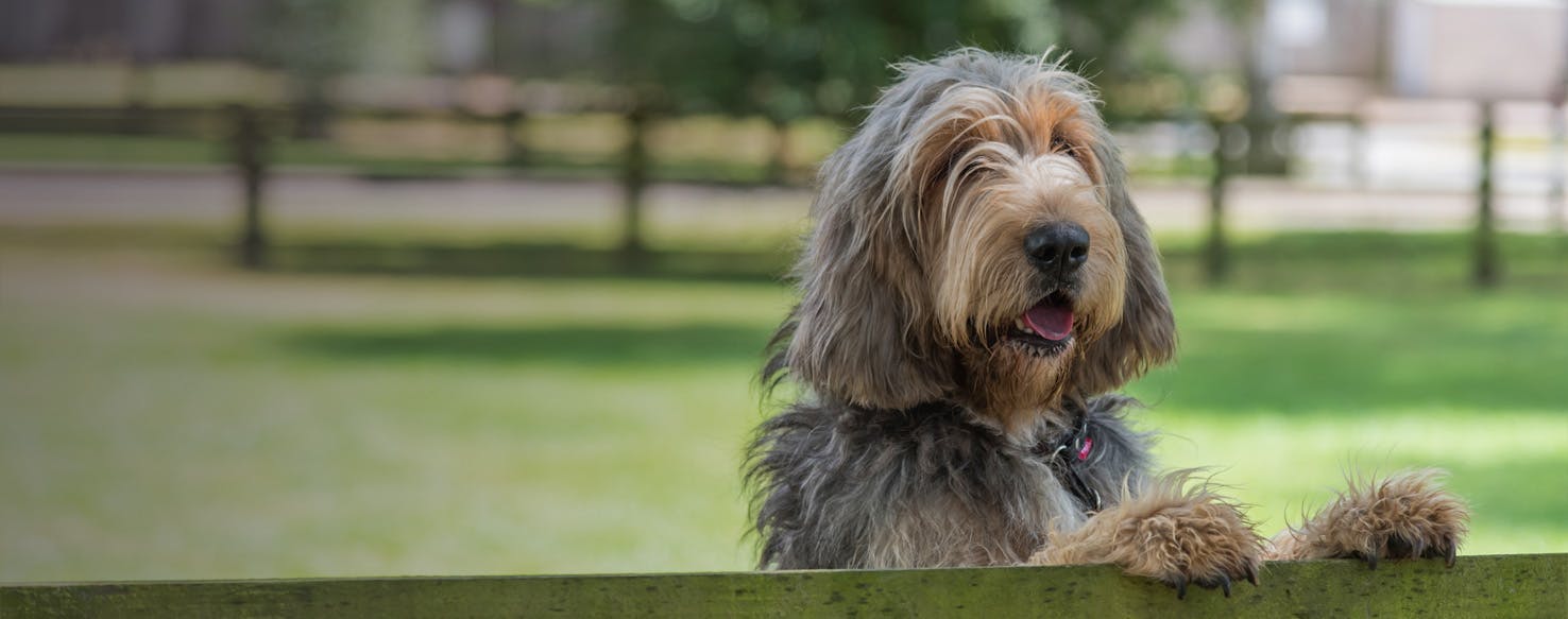 does the otterhound bite hard