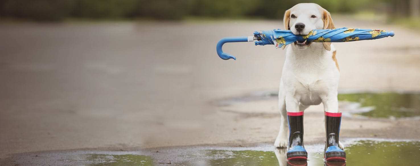 https://images.wagwalkingweb.com/media/activity_guides/hero/1535974745.55/activities-for-dogs-in-missouri-on-rainy-days.jpg