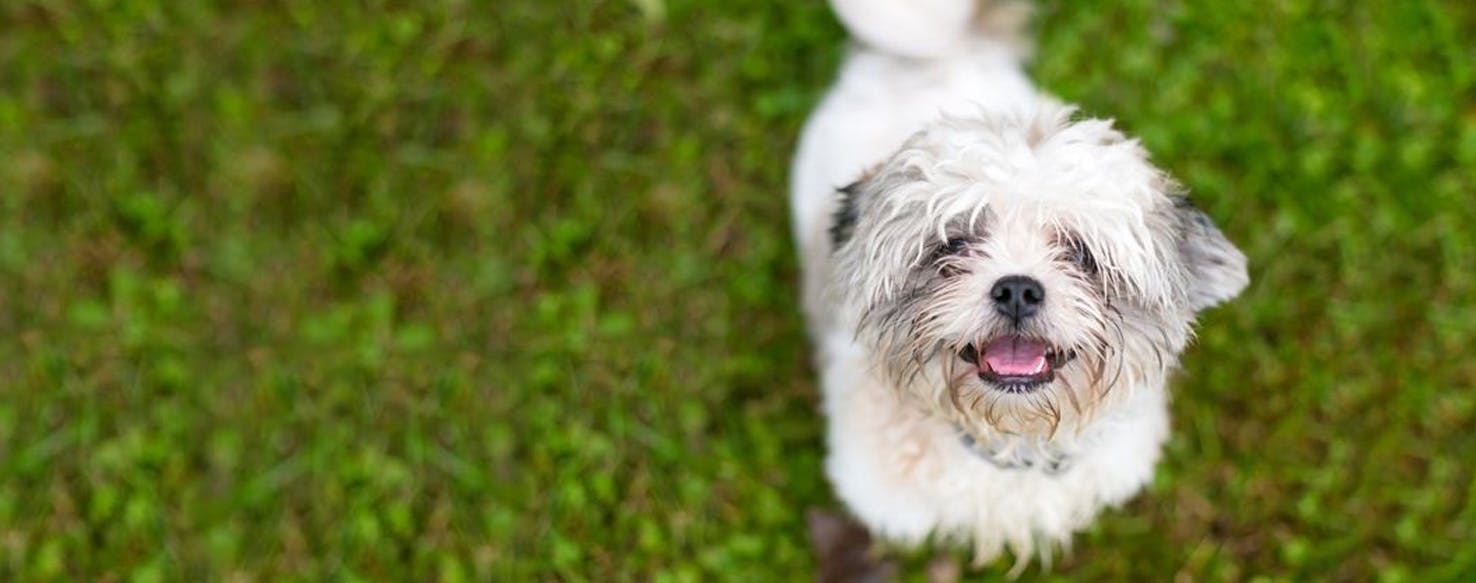 Sheltie shih tzu hot sale mix for sale