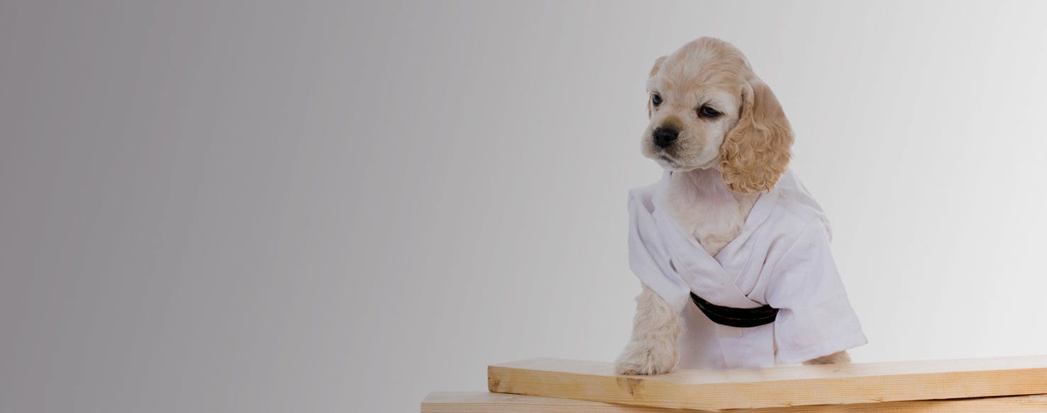 Top Activities For Dogs With Owners Who Like Martial Arts Wag!