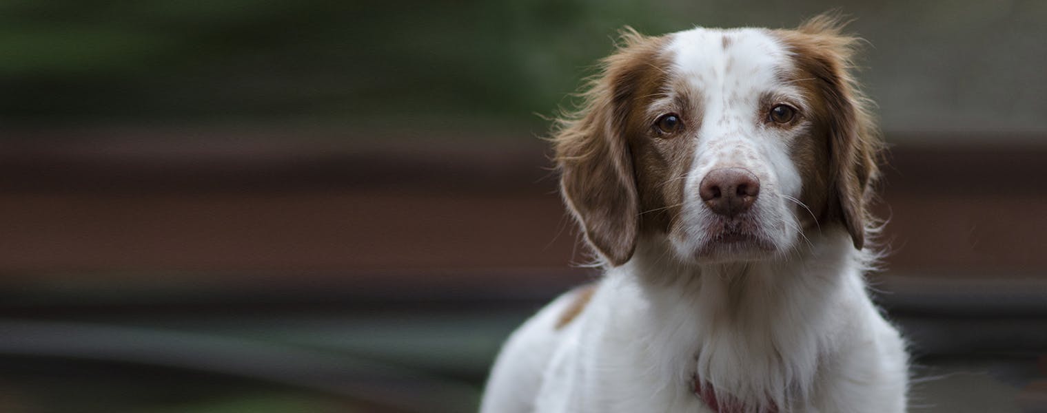 French cheap brittany rescue