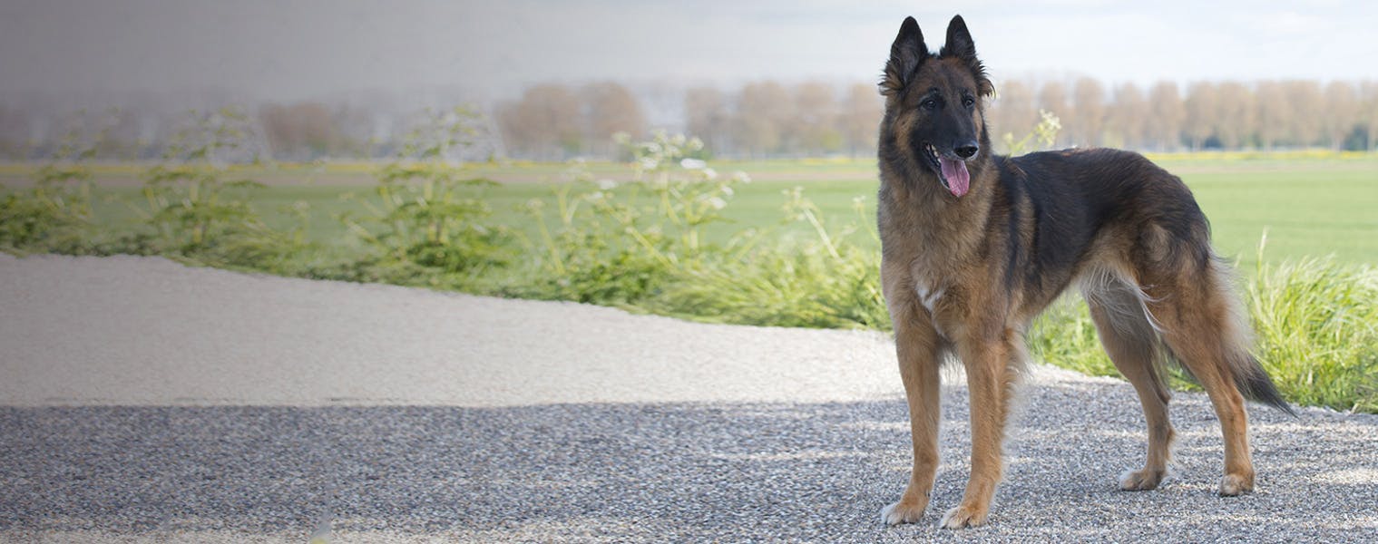 are belgian tervuren noisy