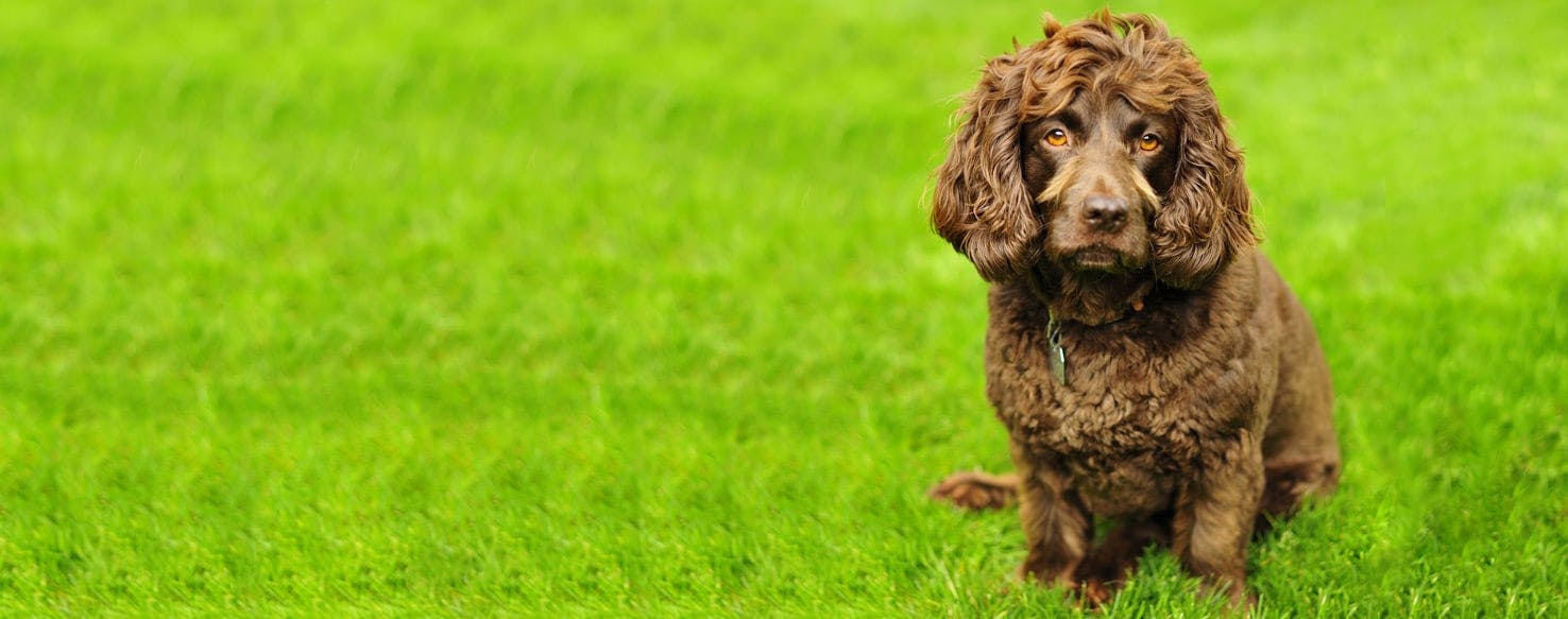 Top Activities For Boykin Spaniels - Wag!