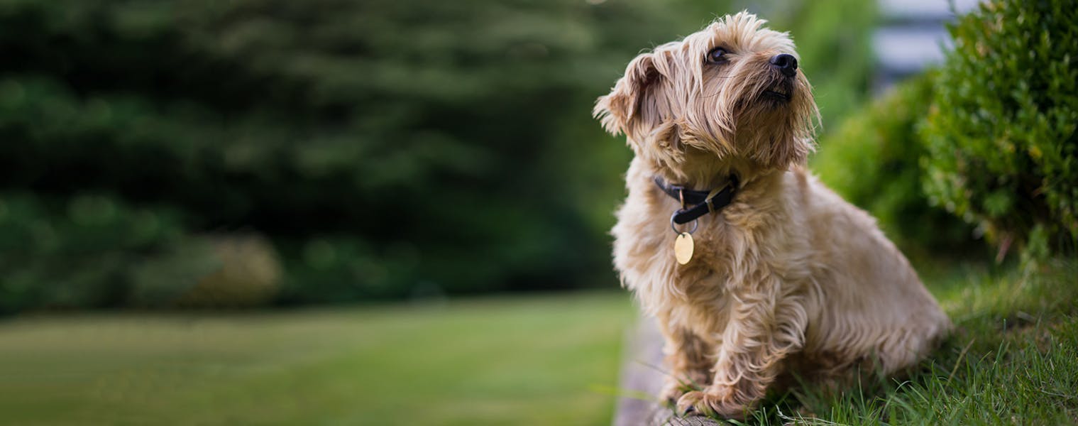 does the norfolk terrier like to swim