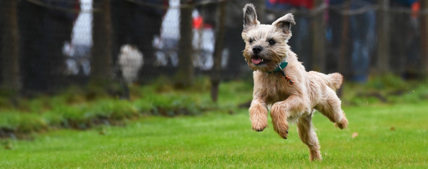 best ways to exercise your border terrier