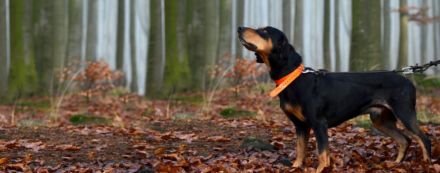 Top Activities For Black Forest Hounds Wag!