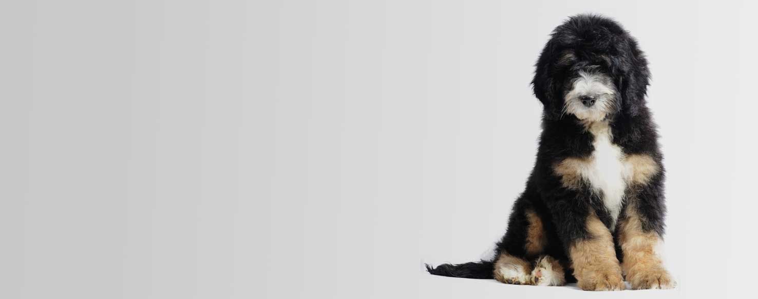 Top Activities For Bernedoodles Wag!