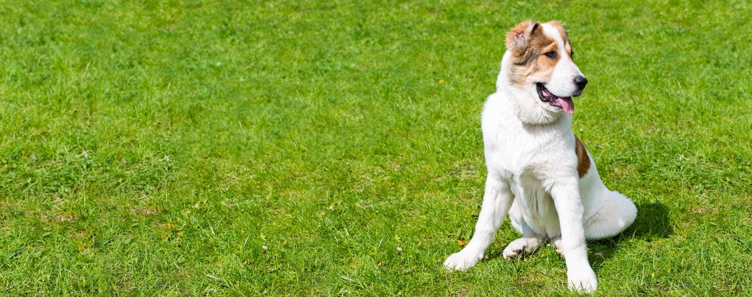 are asian shepherds aggressive