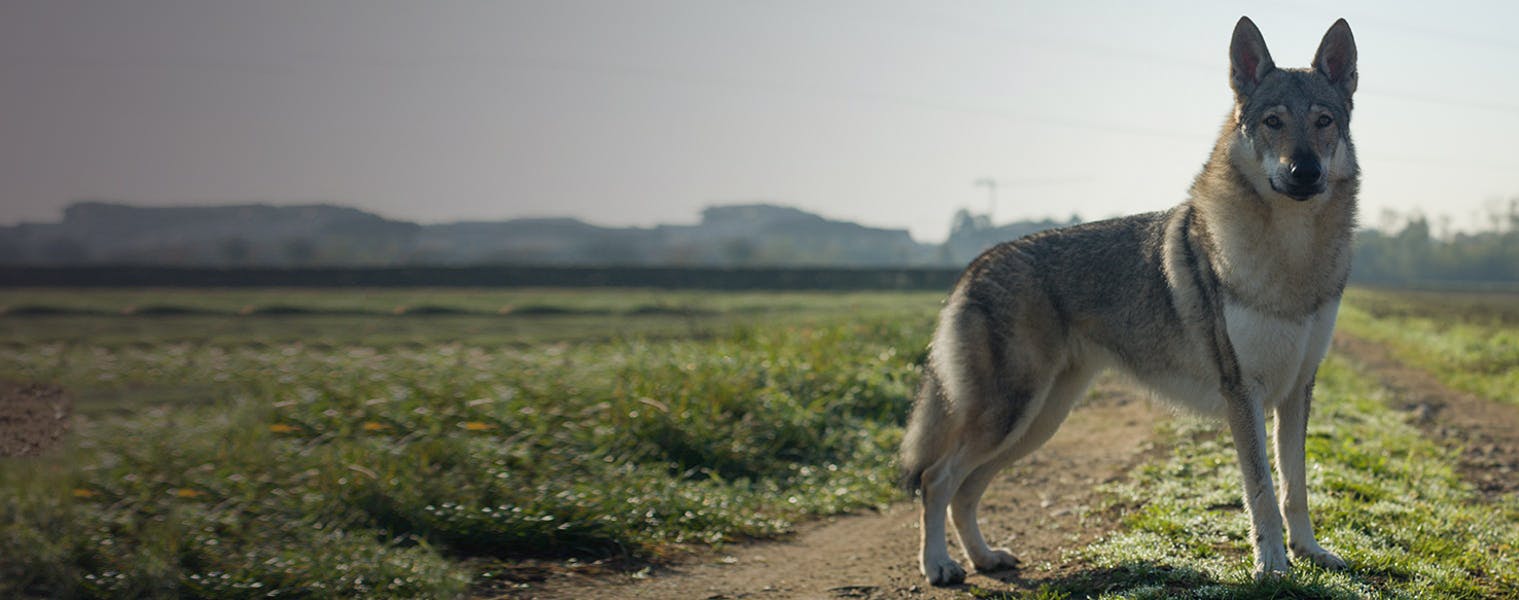 are czechoslovakian wolfdogs playful