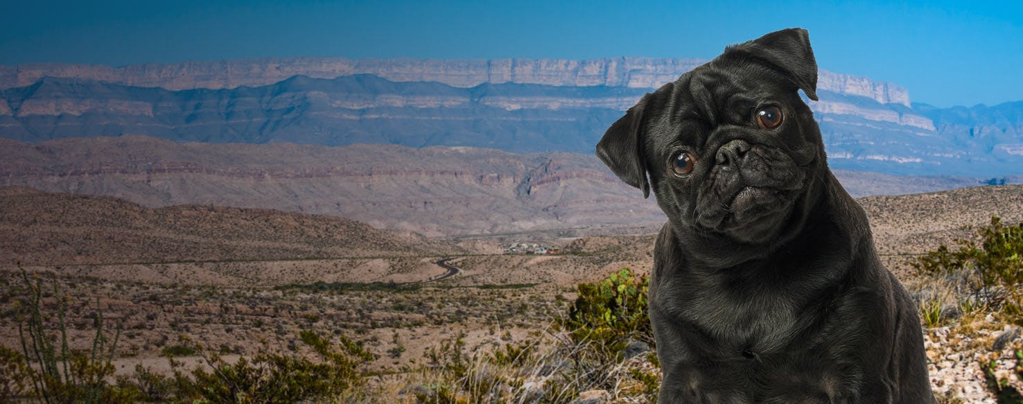 Top Activities For Dogs In Big Bend National Park - Wag!