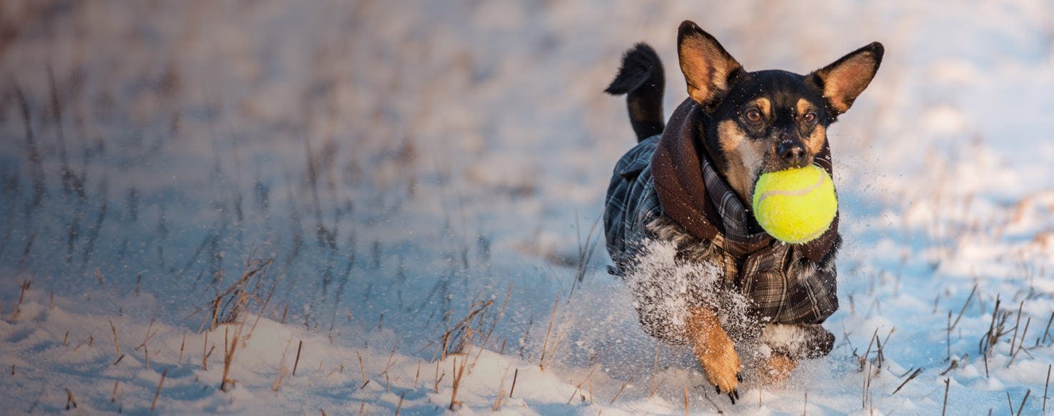 Heckin' Cold: Indoor Dog Activities for Denver Pups