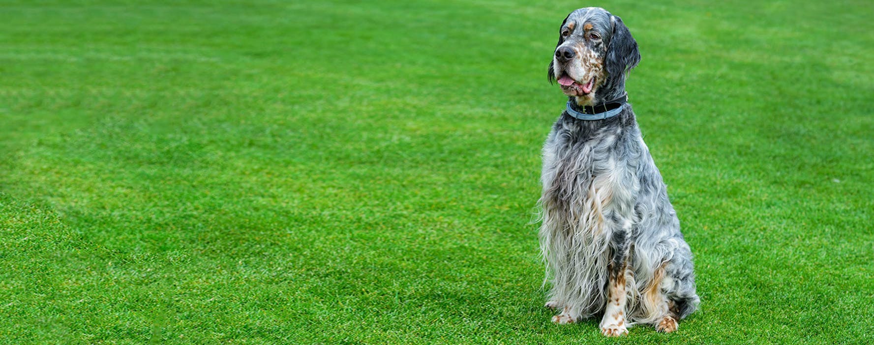 what are the rules for keeping a english setter in saint martin