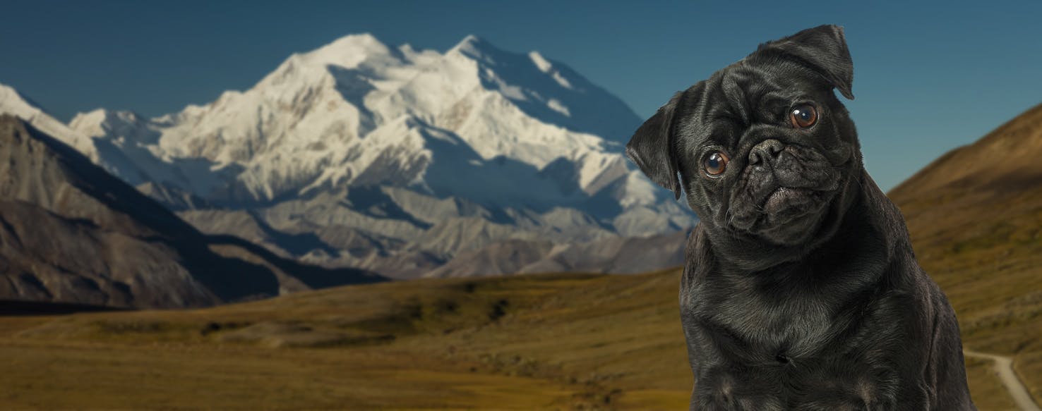 Top Activities For Dogs In Denali National Park - Wag!