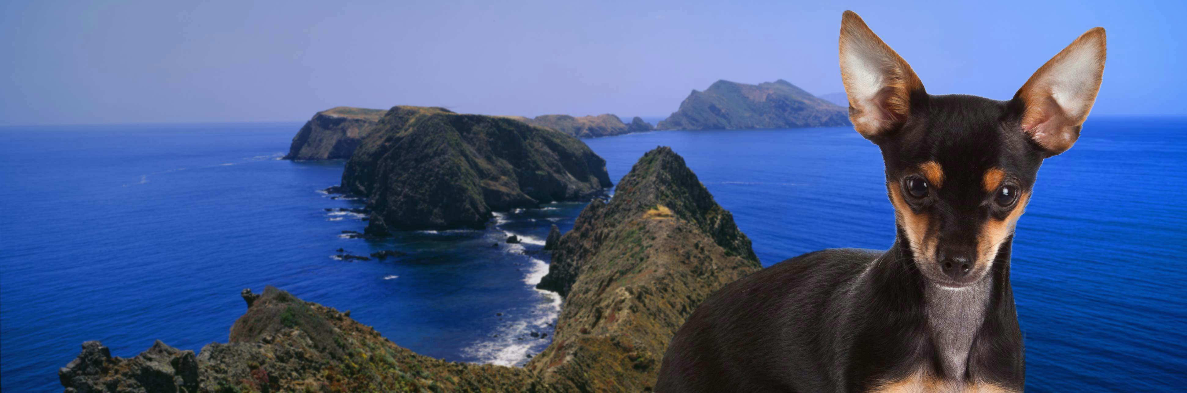 Top Activities For Dogs In Channel Islands National Park Wag