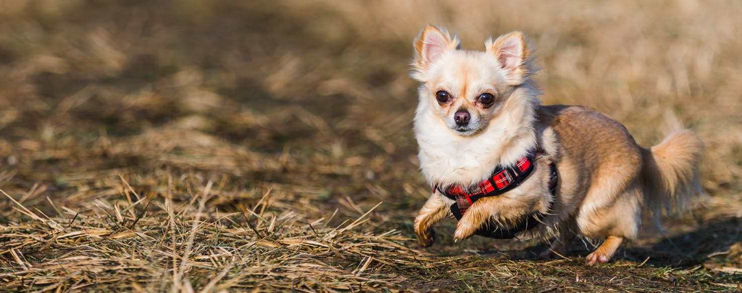 Top Activities For A Dependent Dog Wag!