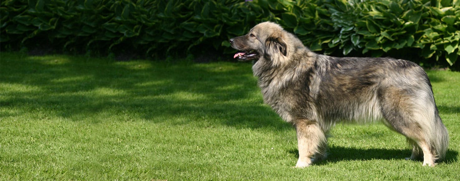 Top Activities For Karst Shepherd Dogs Wag