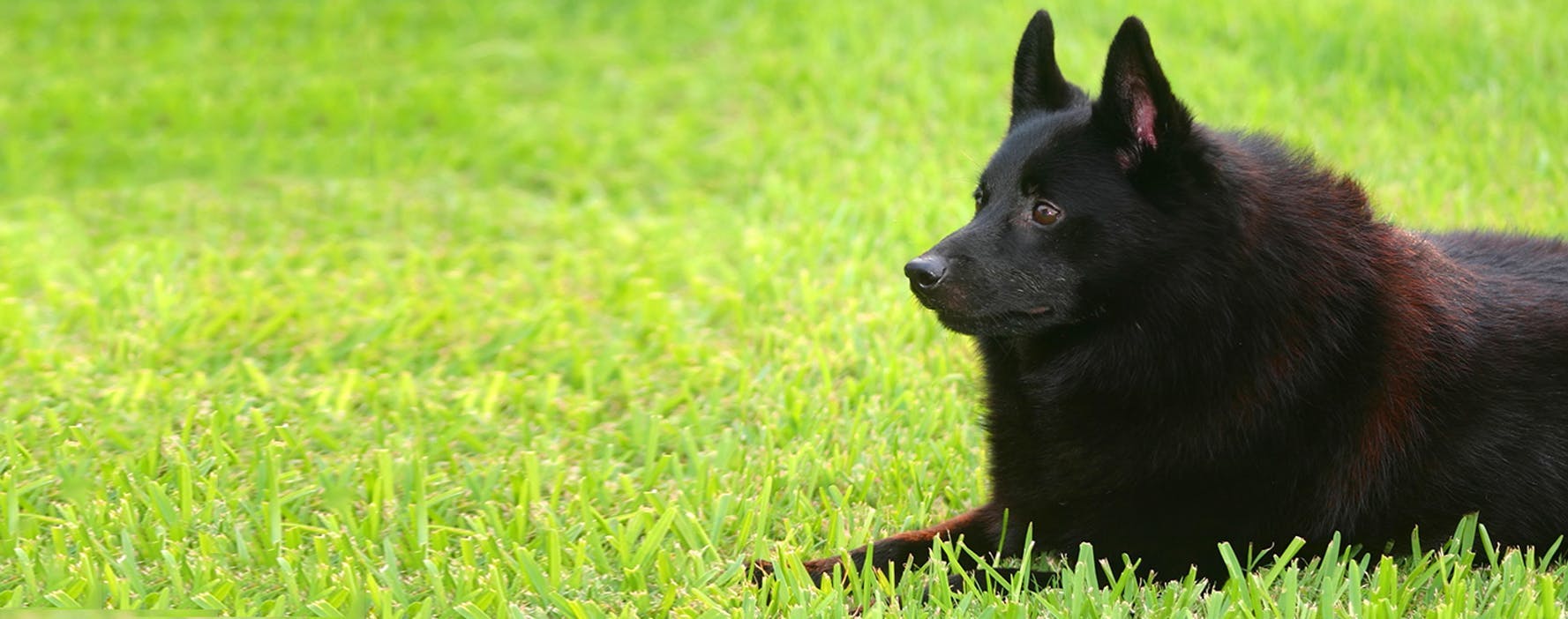 schipperke plush