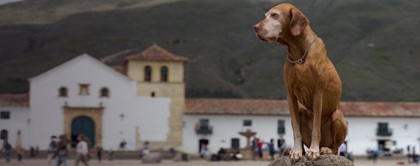 what are the rules for keeping a koyun dog in colombia