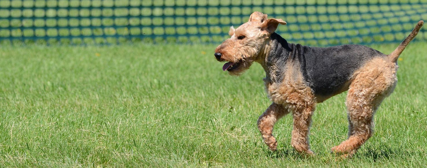 are welsh terriers friendly or dangerous to strangers