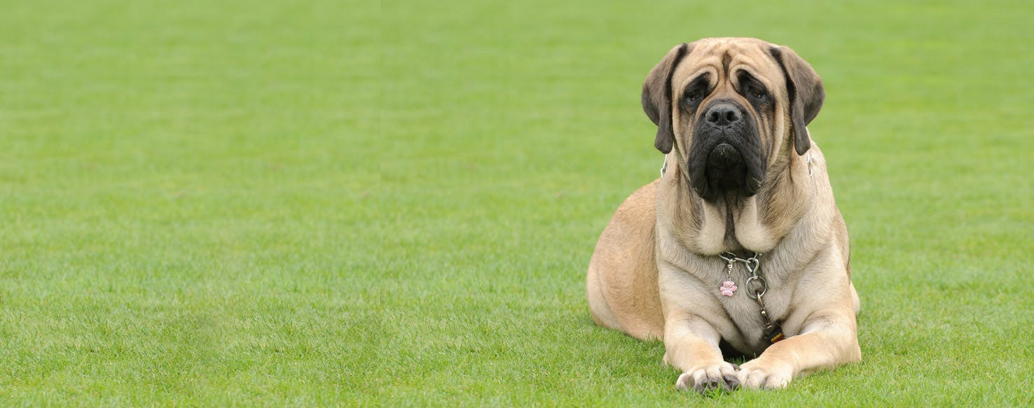 Top Activities For Mastiffs - Wag!