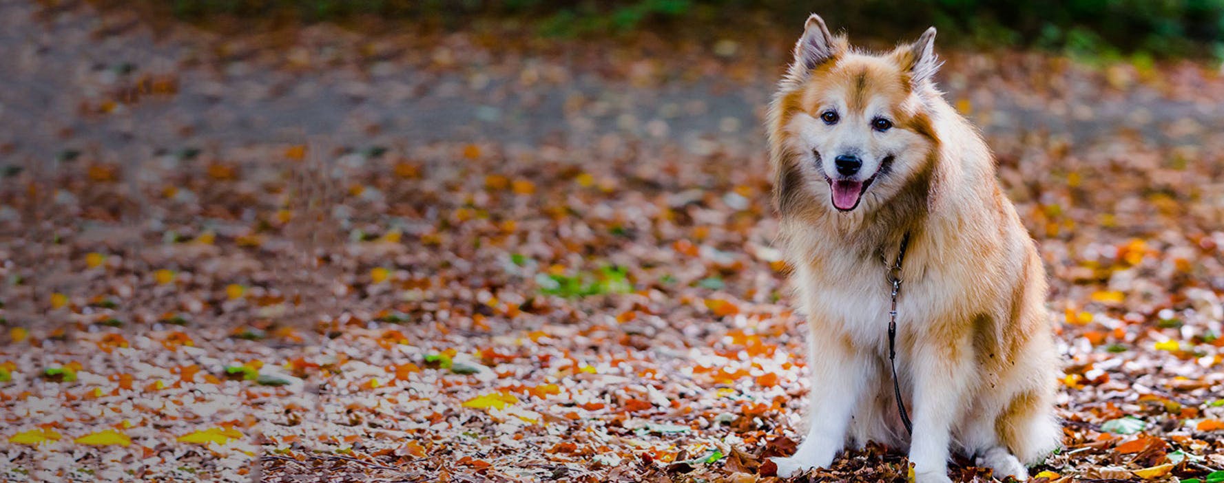 Top Activities For Icelandic Sheepdogs Wag