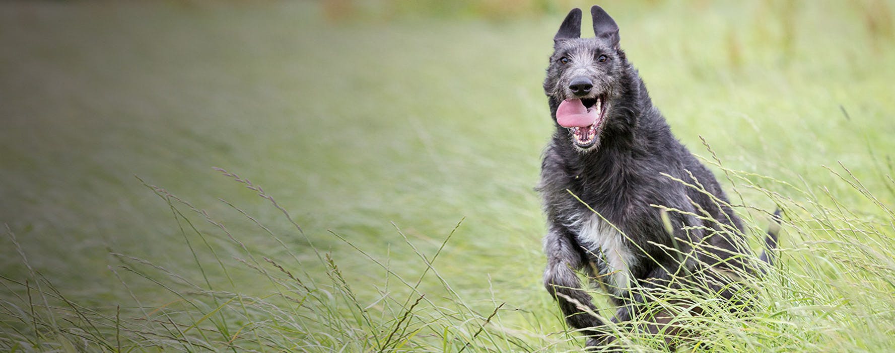 Top Activities For Scottish Deerhounds - Wag!