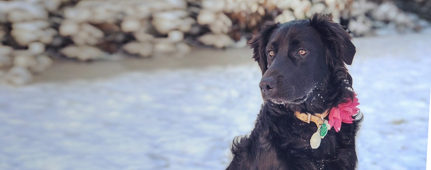 Top Activities For Golden Border Retrievers Wag!