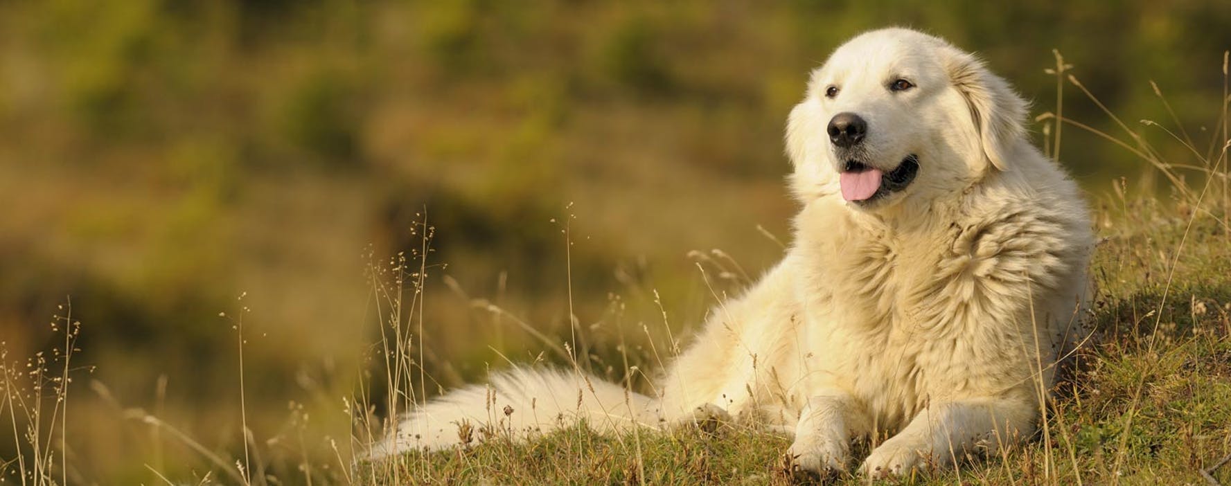 are maremma sheepdogs a good choice