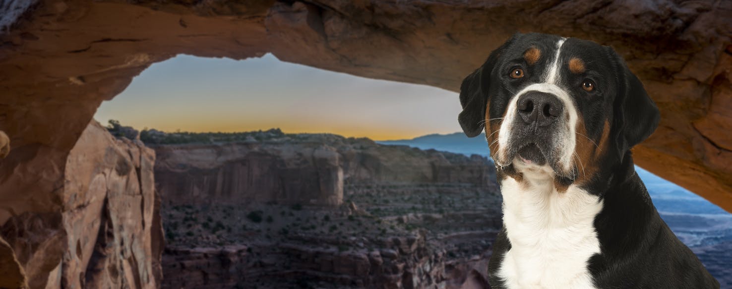 does canyonlands national park allow dogs
