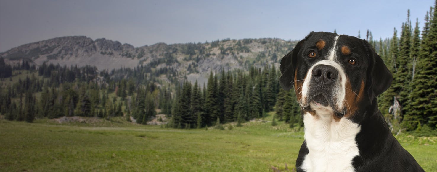 Top Activities For Dogs In Mount Rainier National Park - Wag!