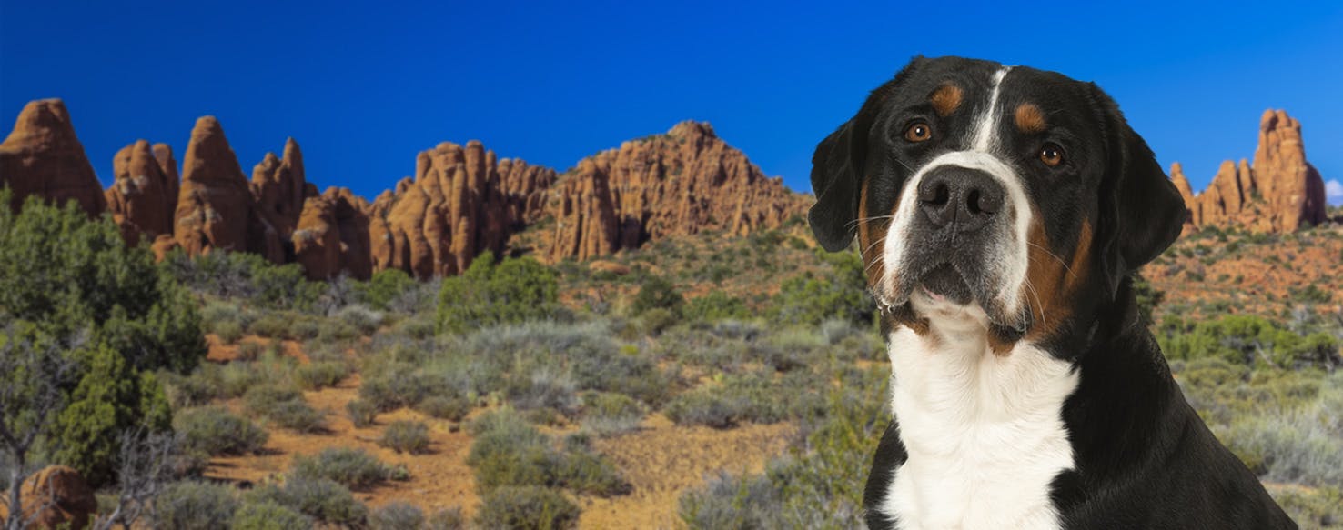 Top Activities For Dogs In Arches National Park Wag!