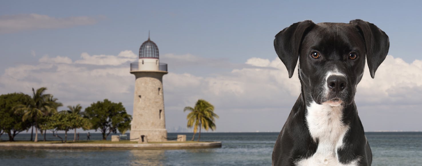 Top Activities For Dogs In Biscayne National Park Wag!