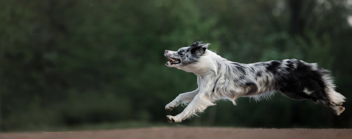 Top Activities For Dogs With ADHD - Wag!