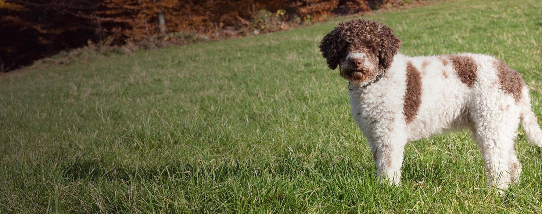 Lagotto 2024 romagnolo georgia