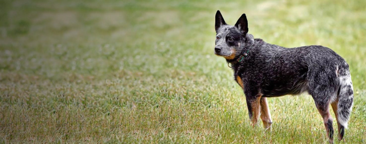 Top Activities For Stump Double Cattle Dogs - Wag!