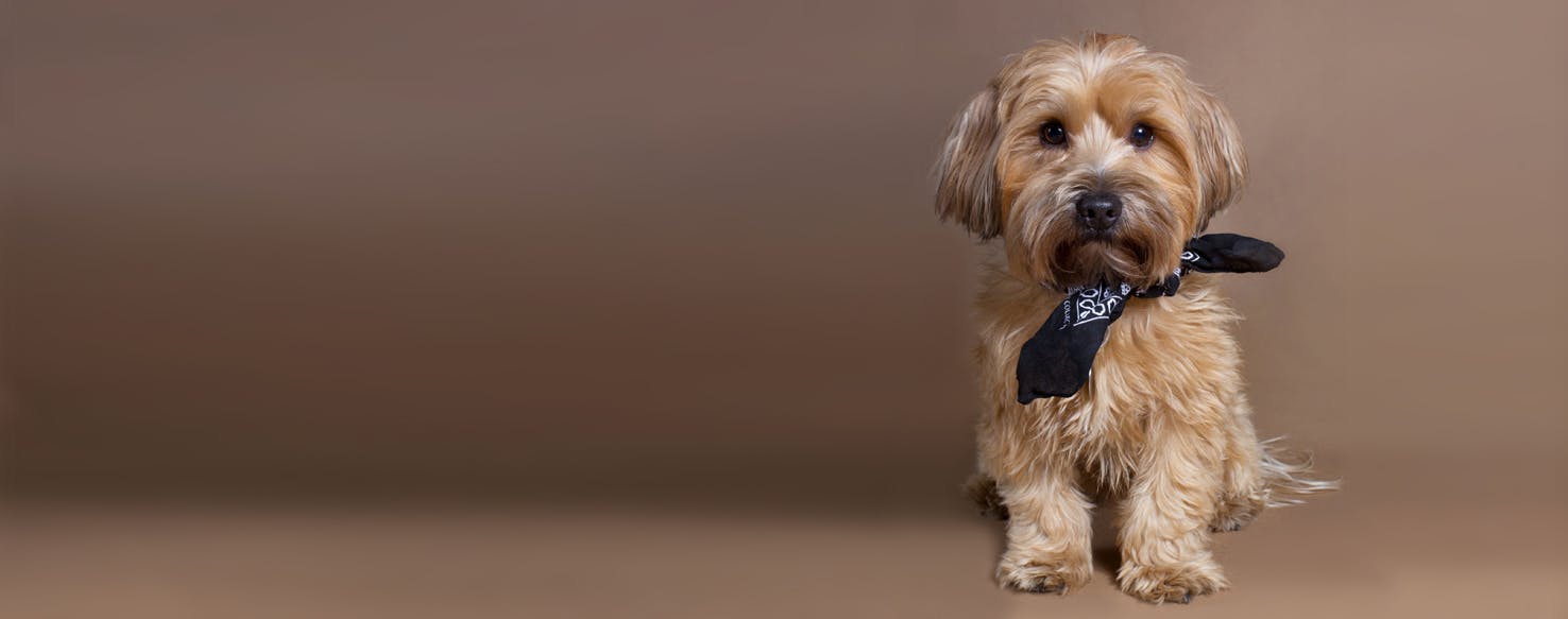 lhasa apso x terrier