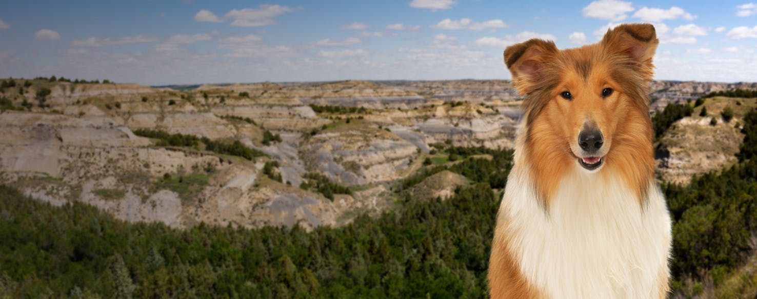 Are Dogs Allowed At Theodore Roosevelt National Park