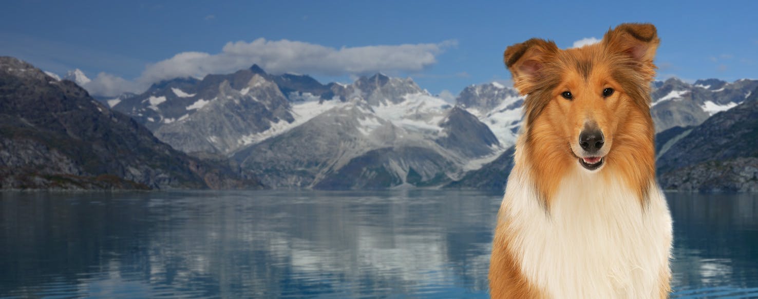 Top Activities For Dogs In Glacier Bay National Park - Wag!