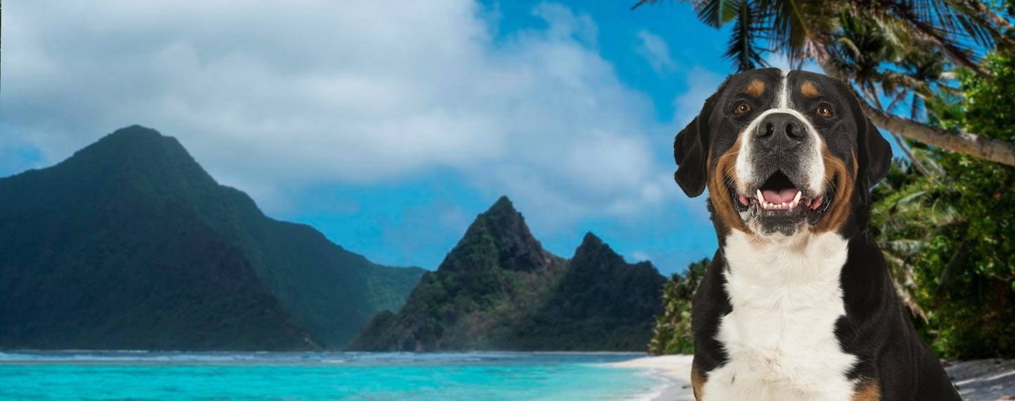Top Activities For Dogs In American Samoa National Park - Wag!