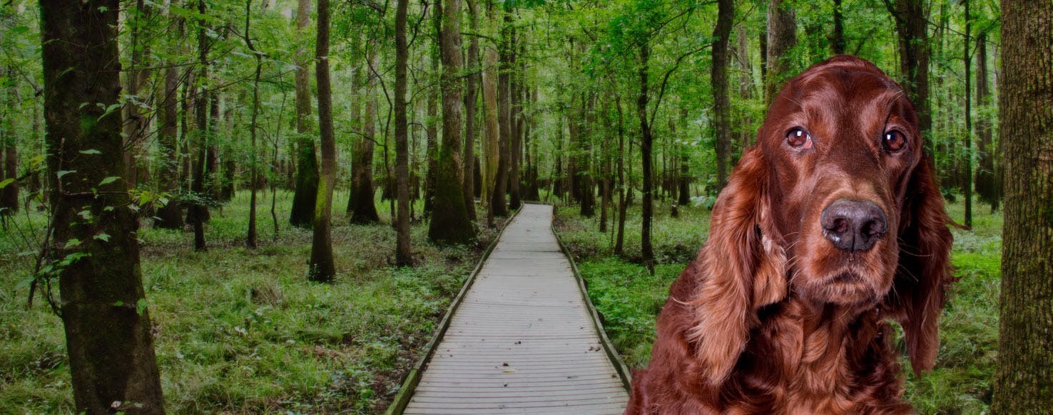 are dogs allowed at congaree national park