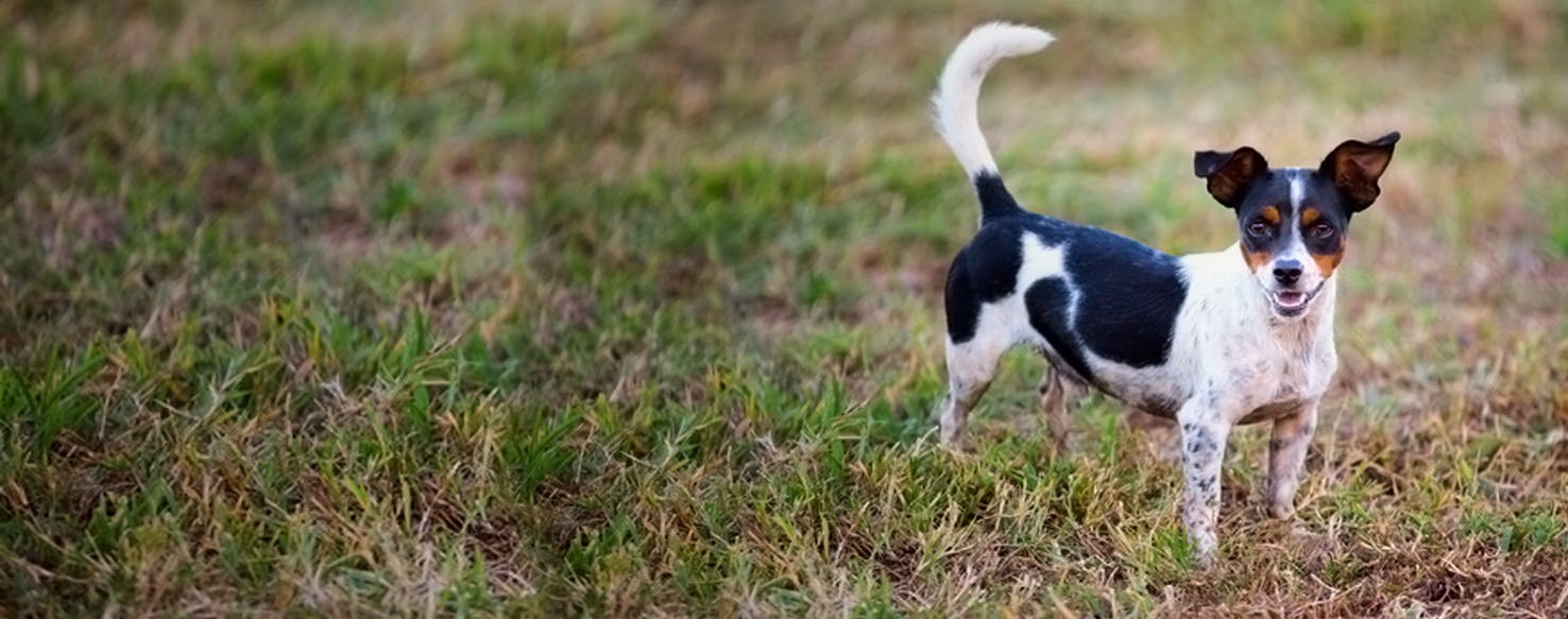 bluetick terrier