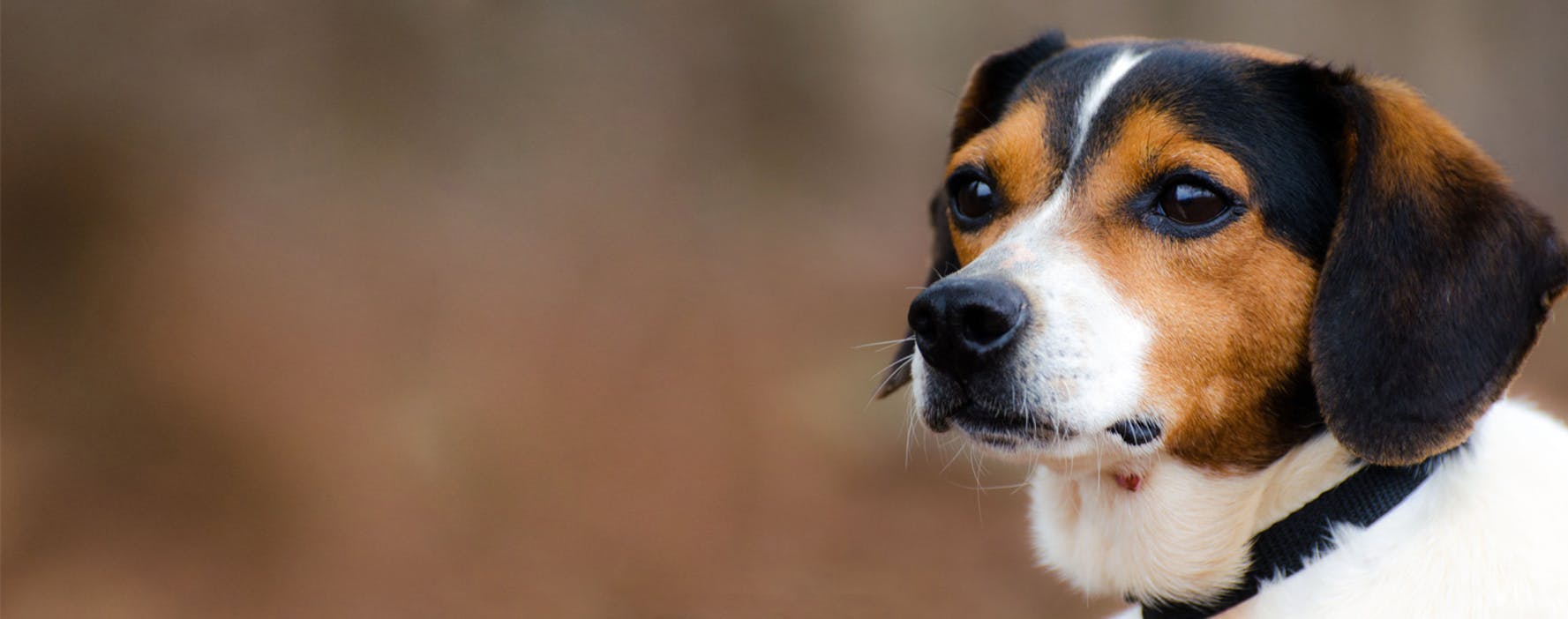 beagle terrier mix
