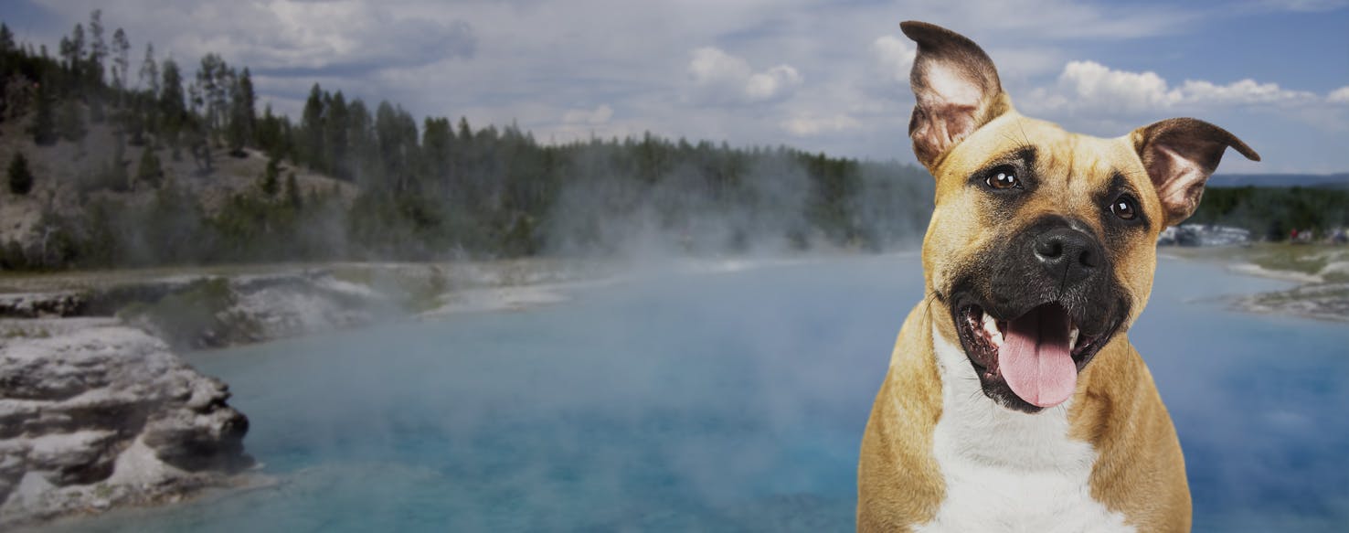 are dog allowed in yellowstone national park