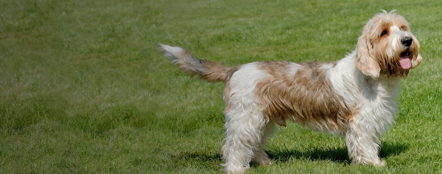 are petit basset griffon vendeen the most intelligent dogs