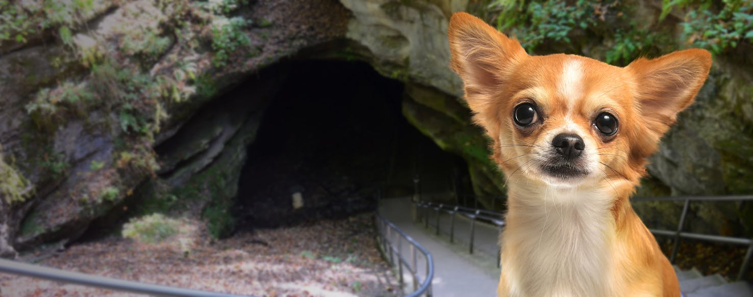 Top Activities For Dogs In Mammoth Cave National Park - Wag!